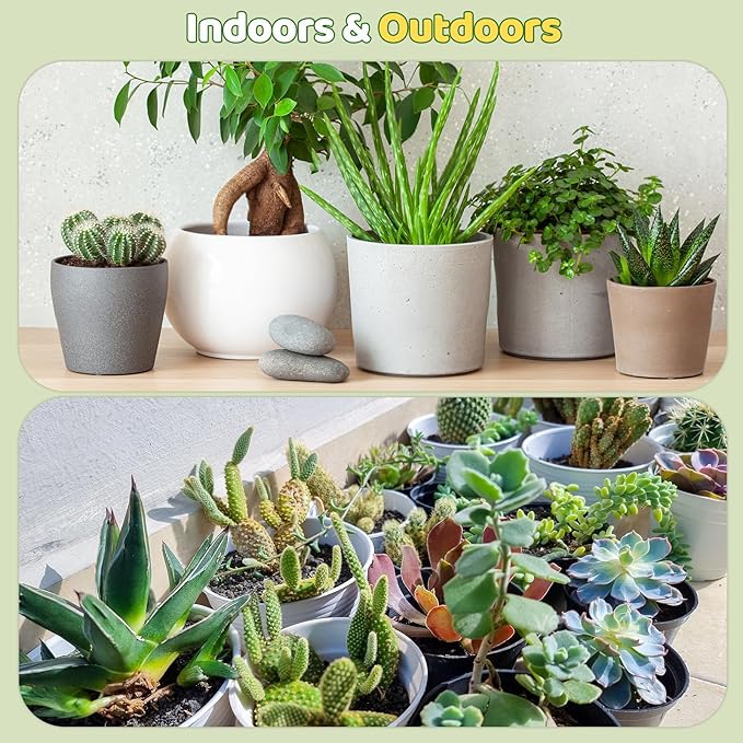 Doter Cactus & Succulent Soil Mix 10qt, Chunky Well-Draining Soil for Indoor Plants - Spike & Bloom