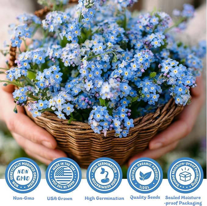 Forget Me Not Seeds 5500 Flower Seeds Forget-Me-Not Seed Packet Collection Forget-Me-Not Seeds for Planting Easy to Grow, Ground Cover Use, Perfect for Borders and Containers (Forget Me Not)