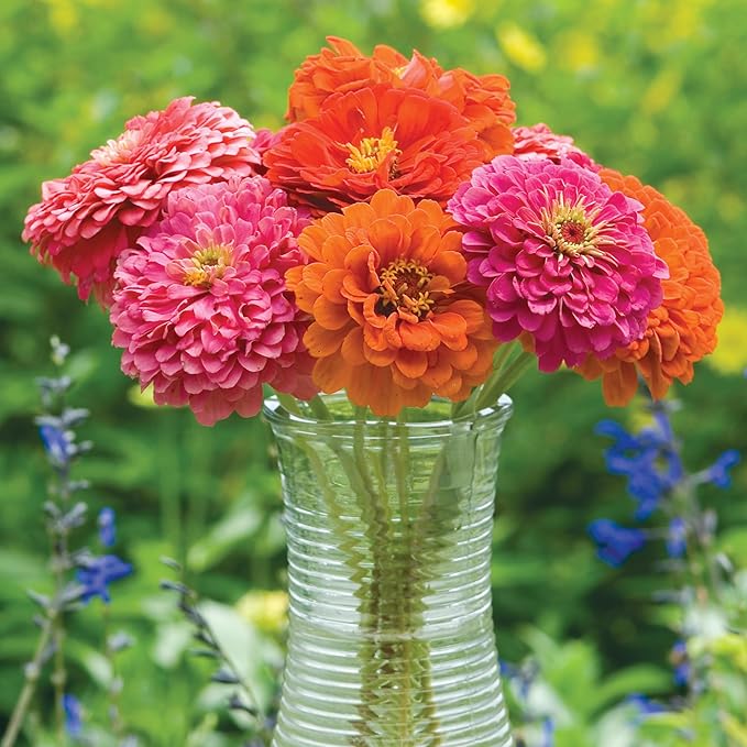 Burpee 'State Fair Mixed Colors' Zinnia Flower Seeds - 650mg Seed Packet for Home Gardening - Heirloom, Mildew Resistant, Annual Cut Flower, Vibrant Mixed Colors, Pollinator Friendly