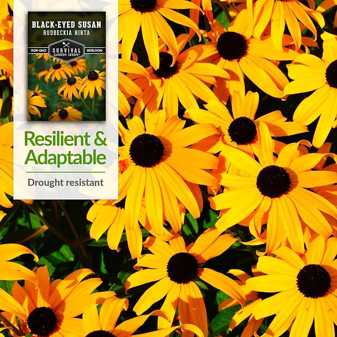 Black-Eyed Susan Seeds for Planting Outdoors - Perennial Native Wildflower - Heirloom Rudbeckia Hirta for Pollinator Gardens - Survival Garden Seeds (2 Packs)