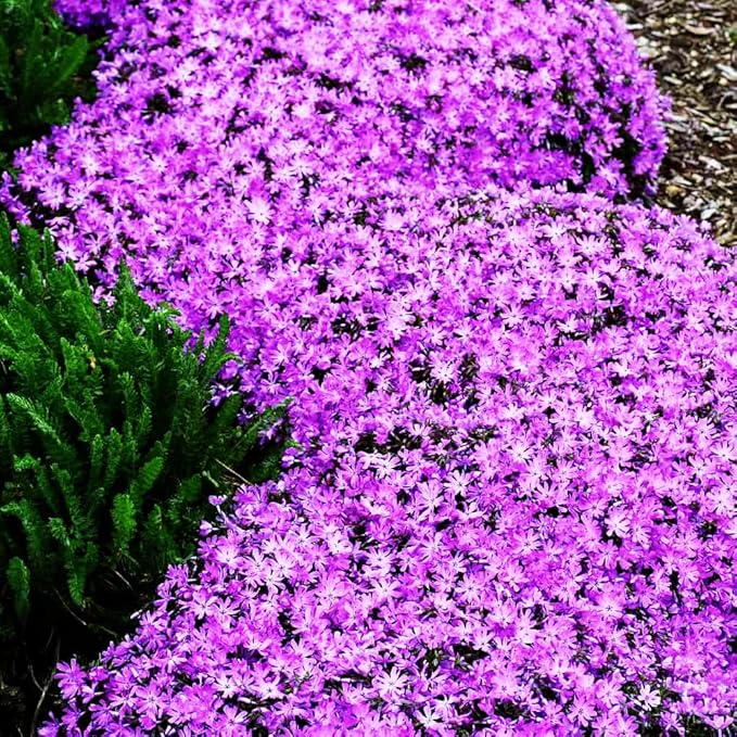 1000pcs Purple Creeping Thyme Seeds Ground Cover, Thyme Seeds for Planting Outdoors,Perennial Thymus Serpyllum Seed Flower Non-GMO Heirloom for Garden Home