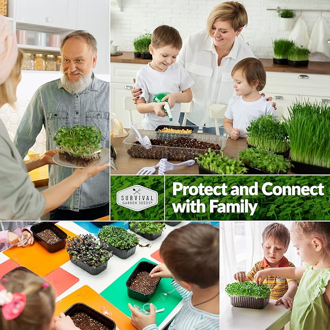 Broccoli Microgreen Seeds for Planting - Non-GMO Heirloom Broccoli Seeds to Grow Microgreens - Indoors or Hydroponic - Fast Sprouting, Nutrient Dense - Survival Garden Seeds (3 Packs)