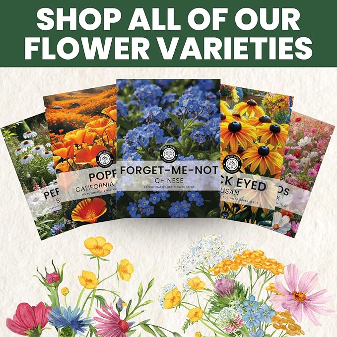 Chinese Forget Me Not – 4,000 Seeds for Planting – 2026 Season – 1 Ounce Pouch