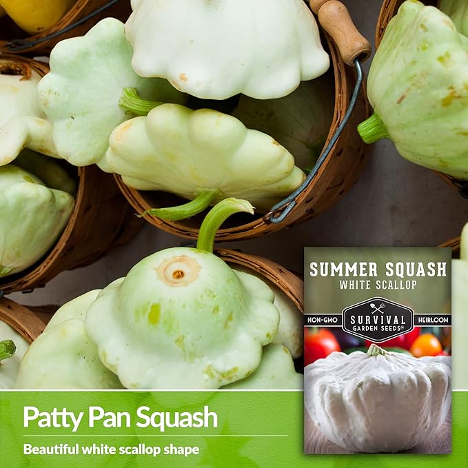 Survival Garden Seeds - White Scallop Summer Squash Seed for Planting - Packet with Instructions to Plant and Grow Patty Pan Squash in Your Home Vegetable Garden - Non-GMO Heirloom Variety