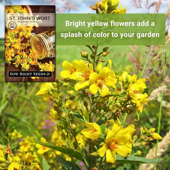 Sow Right Seeds - St John’s Wort Seeds for Planting - Non-GMO Heirloom Packet with Instructions to Plant & Grow an Outdoor or Indoor Herb Garden - Native Wildflower with Medicinal & Culinary Uses (3)