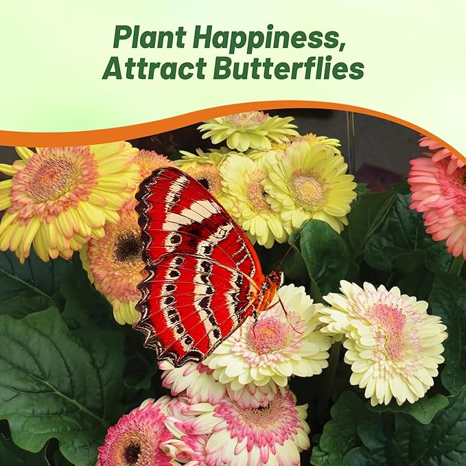 Outsidepride Strawberry Twist Mix Gerbera Seeds - 10 Pcs Perennial, Compact & Low Maintenance, Flower Seeds for Planting w/Semi-Double Blooms, Ideal for Garden Landscaping & Cut Flower Arrangements