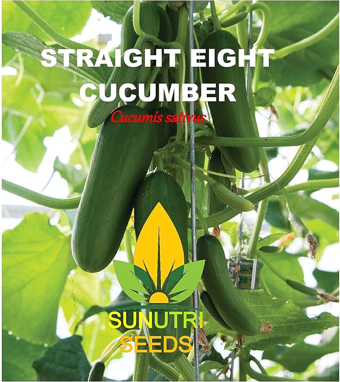 Cucumber Seeds, 100+ Straight Eight, Heirloom, Non GMO Seeds, Cucumis sativus