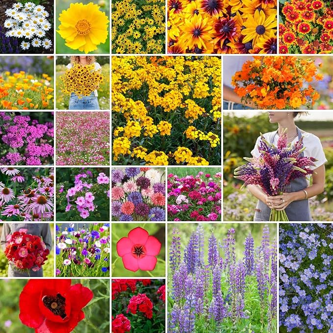 Eden Brothers Northeast Wildflower Mixed Seeds for Planting, 1 lb, 480,000+ Seeds with Cosmos, Candytuft, Shasta Daisy | Attracts Pollinators, Plant in Spring or Fall, Zones 3, 4, 5, 6, 7, 8, 9, 10