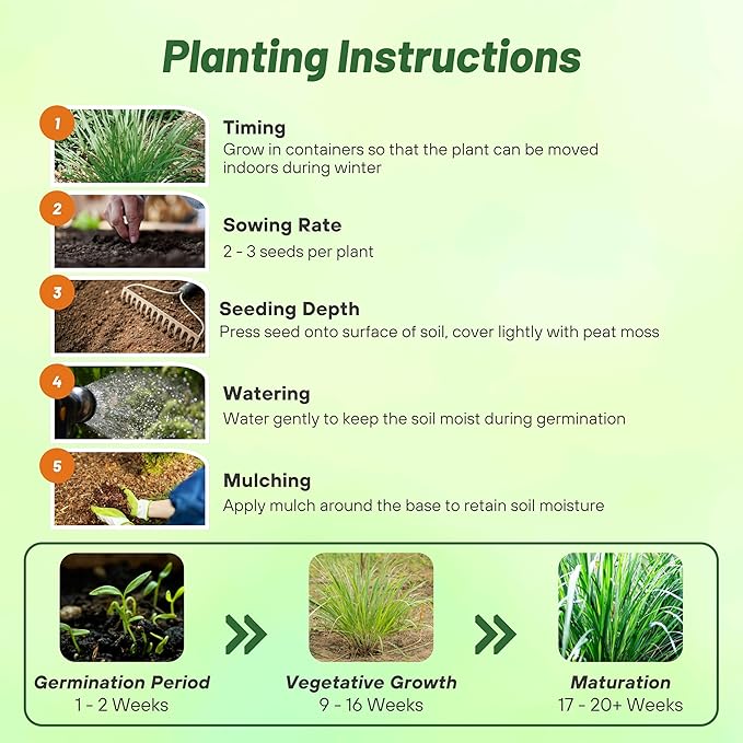 Outsidepride Lemon Grass Seeds for Planting - 1000 Perennial Seeds, Mosquito Repellent, Deer Proof, Citronella Grass for Culinary and Ornamental Use, Blue-Green Foliage, Lemon Grass Live Plant