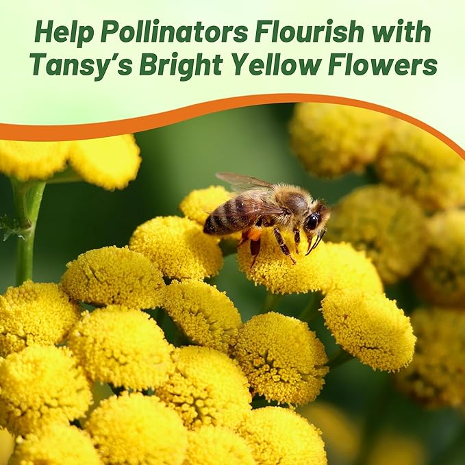 Outsidepride Tansy Seeds - 5000 Pcs. Perennial, Easy to Grow & Low Maintenance, Herb Seeds for Planting Aromatic & Vibrant Yellow Button-Like Blooms, Great for Versatile Uses & Pollinator Gardens