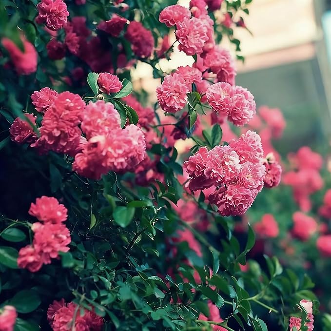 Climbing Rose Seeds for Planting, 289+ Mixed Rosa Seeds, Perennial Shrub Flower Palnts, Non-GMO Heirloom Ornamental Climbing Rosa Flower Seed for Home Garden