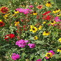 Outsidepride Southeast Wildflower Seed Mix - 1/4 lb Highly Adaptable, Easy to Grow, Low-Maintenance Mix of Annual & Perennial Wildflower Seeds for Natural Landscapes in Southeastern States