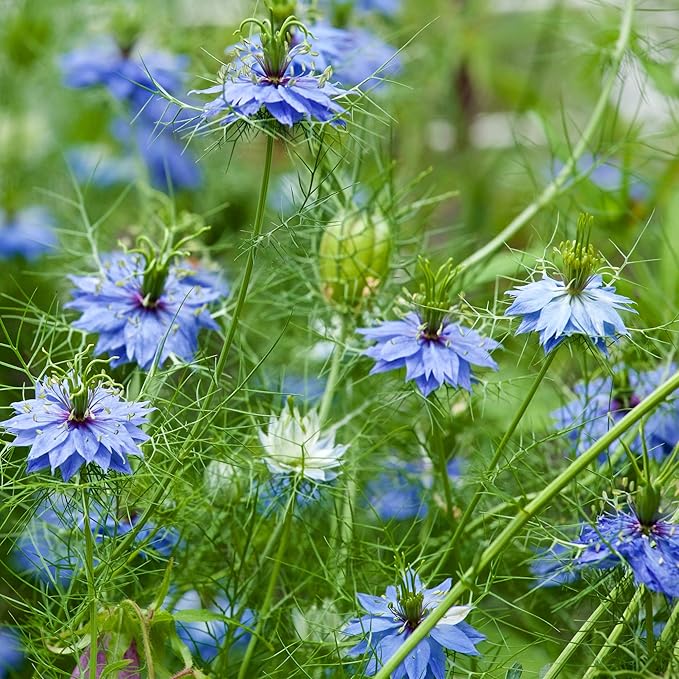 Outsidepride Jewels Indigo Nigella Seeds - 2000 Pcs Annual Flower Seeds for Planting with Vibrant Blooms & Lacy, Fern-Like Foliage, Attractive Cut Flower for Small Garden Spaces & Floral Arrangements