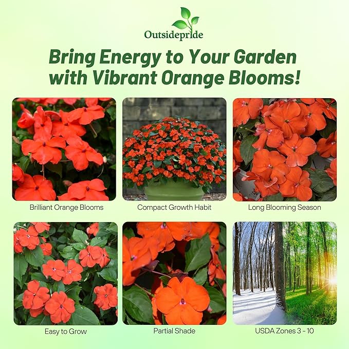 Outsidepride Beacon Orange Impatiens Flower Seeds - 50 Pcs Annual, Compact & Pollinator Friendly, Impatiens Seeds for Planting w/Vibrant, Abundant Blooms for Shade Gardens & Container Displays