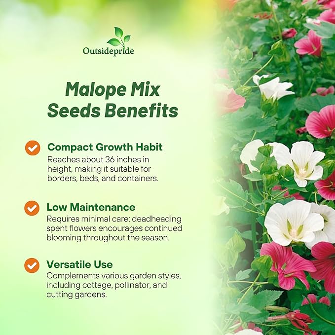 Outsidepride Annual Mallow Malope Mix Seeds - 2000 Pcs. Annual, Easy to Grow & Pollinator Friendly, Flower Seeds for Planting Showy & Vibrant Mixed Blooms for Landscaping & Cut Flower Arrangements