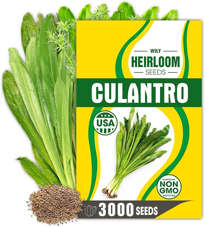 Premium Culantro Seeds – 3,000+ Non-GMO Heirloom Seeds - High-Yield, Authentic Flavor & Easy Growing