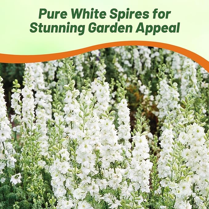 Outsidepride Delphinium White Larkspur Seeds for Planting Outdoors - 2000 Pcs Annual, Self-Seeding, Heat & Drought Tolerant Wildflower Seed, Colorful Blooms for Flower Arrangement & Pollinator Garden