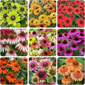 200+ Perennial Mix Echinacea Coneflower Seeds for Planting-Rare Non-GMO Plant Flower Seeds