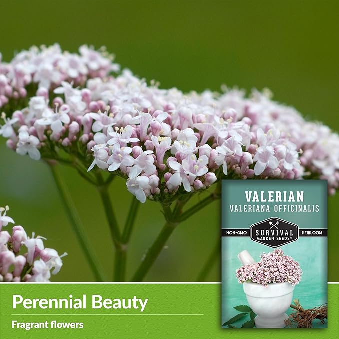 Survival Garden Seeds - Valerian Seeds for Planting - 1 Packet with Instructions to Plant and Grow Medicinal Herb Valeriana Officinalis in Your Home Herb Garden - Non-GMO Heirloom