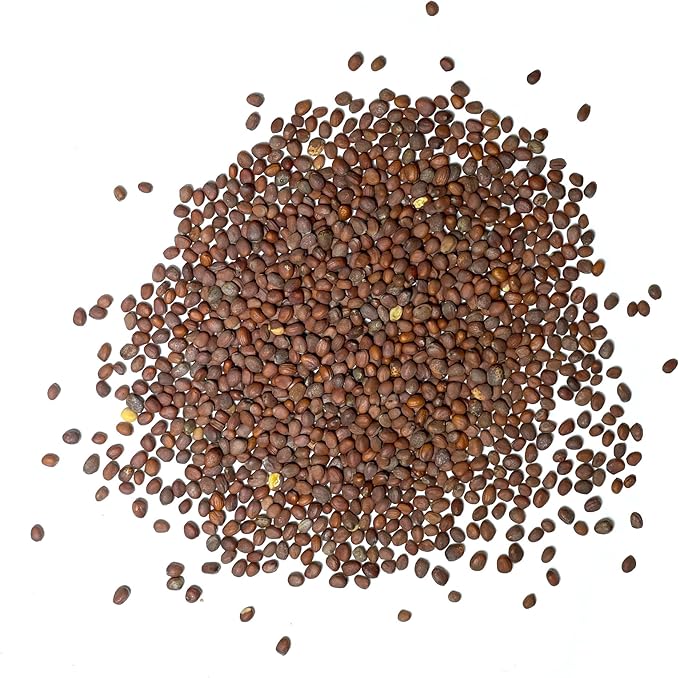 Seed Needs Radish Seeds for Planting Watermelon Radishes - Non-GMO Heirloom & Untreated - Grow a Home Grown Vegetable Garden - Cool Weather Crops (2 Packs)