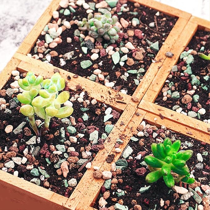 Doter Succulent and Cactus Soil Potting Mix 5.5 LBS, Bonsai Soil Mix Ready to Use, Fast Draining with Added Nutrients