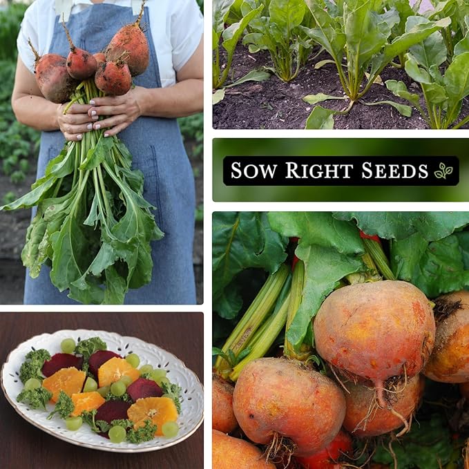Sow Right Seeds - Golden Globe Beet Seeds for Planting - Non-GMO Heirloom Packet with Instructions to Plant & Grow an Outdoor Home Vegetable Garden - Nutritious, Cold Hardy, Vigorous and Productive