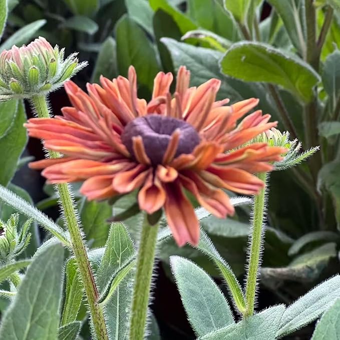 500 Black Eyed Susan Seeds – Rustic Orange & Yellow Rudbeckia Autumn Garden Flower, Heirloom, Non-GMO