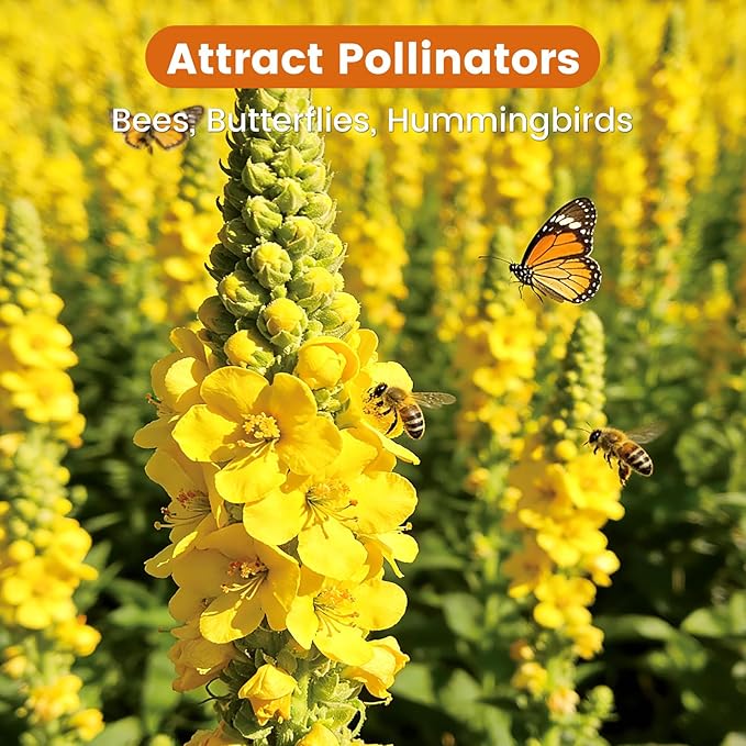 10,000+ Mullein Seeds for Planting(Verbascum Thapsus), Organic Heirloom Flower Seeds for Pollinator Gardens, Medicinal Herbs, Landscaping, Easy to Grow, Indoor Outdoor Growing