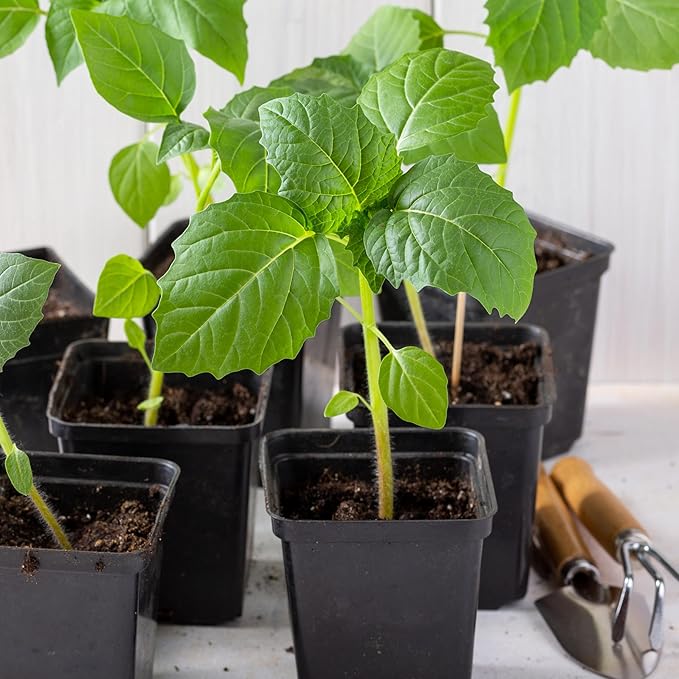 Seed Needs Purple Tomatillo Seeds for Planting - Non-GMO Heirloom & Untreated Annual Veggie Seed to Plant a Home Grown Vegetable Garden Outdoors (2 Packs)