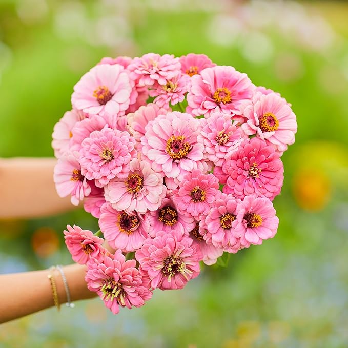 Eden Brothers Zinnia Seeds - Luminosa, Non-GMO Seeds for Planting, 1 oz | Low-Maintenance Flower Seeds, Plant During Spring, Zones 3, 4, 5, 6, 7, 8, 9, 10