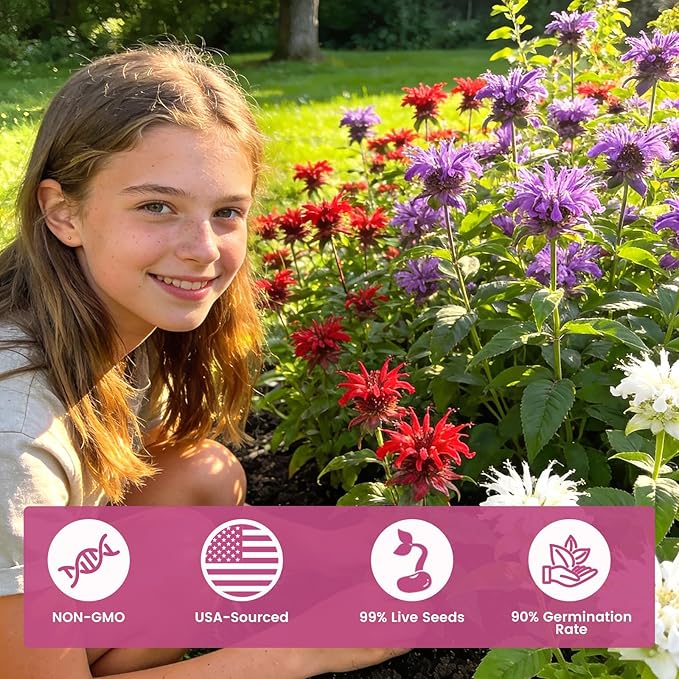 4000+ Bee Balm Seeds for Planting, Color Mix Native Wildflower Seeds, Heirloom & Open Pollinated Perennial Flower Seeds to Plant Outside Flower Herb Garden