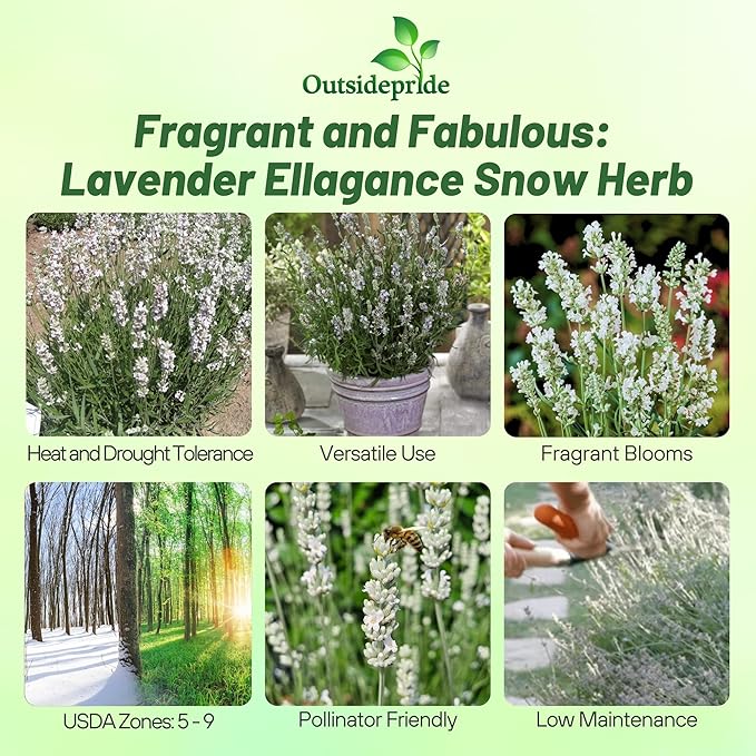 Outsidepride Ellagance Snow Lavender Seeds - 100 Pcs Perennial, Drought-Tolerant & Pollinator Friendly Herb Seeds for Planting Fragrant and Delicate Flowers with White Blooms for Xeriscaping Gardens