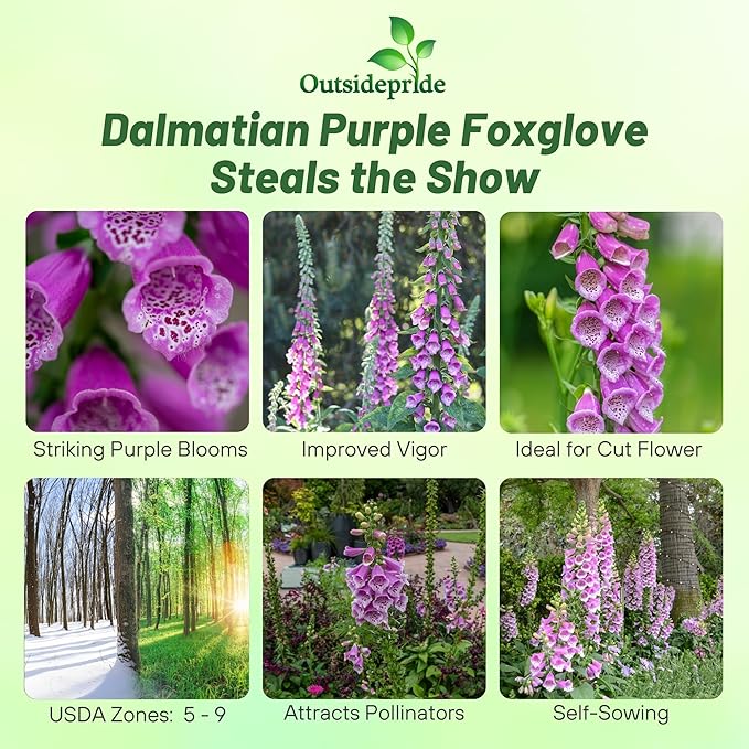 Outsidepride Digitalis Purpurea Dalmatian Purple Foxglove Seeds – 50 Pcs Perennial, Prolific, Tall Growing Flower Seeds with Pollinator-Friendly Blooms for Shaded Gardens & Outdoor Landscapes