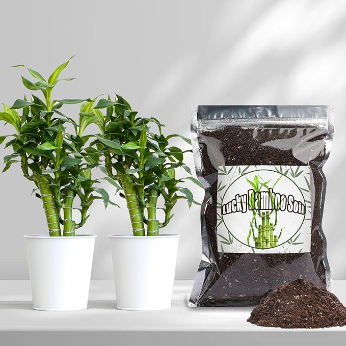 Doter Premium Lucky Bamboo Soil Mix 10qt, Indoor Plants Potting Mix for All Potted Luncky Bamboo, Promote Healthy Growth and Longevity