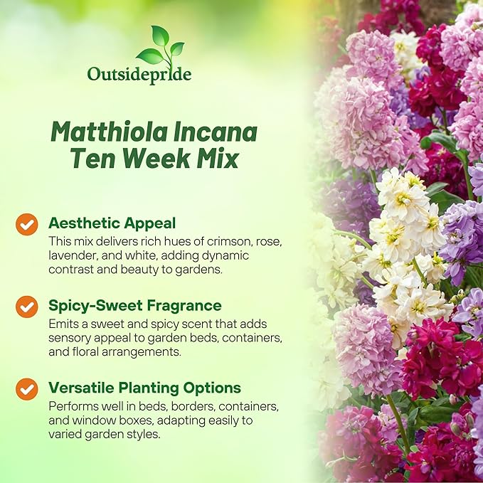 Outsidepride Ten Week Mix Mattiola Stock Seeds - 2000 Pcs Annual Flower Seeds for Planting with Fragrant Blooms That Attract Pollinators, Compact Growth, for Cut Flower Arrangements & Containers