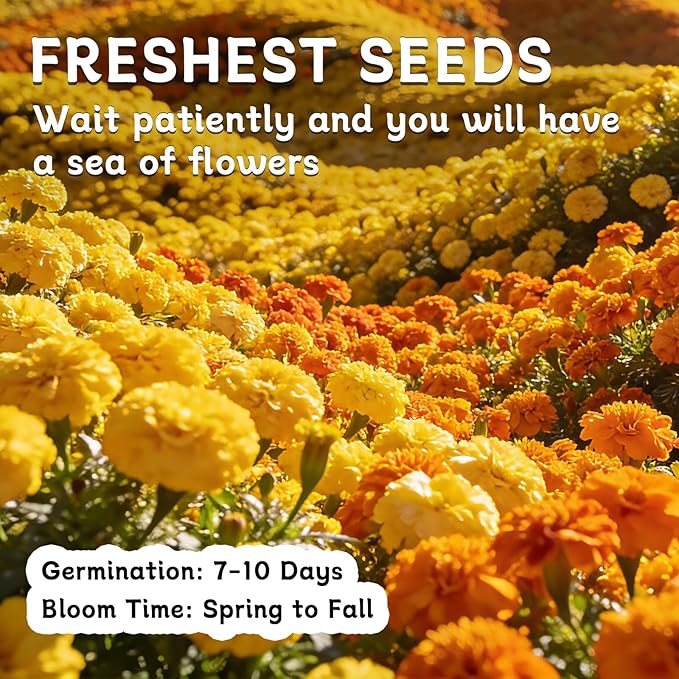 LUOJIBIE French Marigold Seeds for Planting Outdoors, Giant Marigold Flowers Seeds Bulk for 2026, Over 4,000+ Seeds Prolific Blooms, Ideal for Vibrant Pollinator Gardens