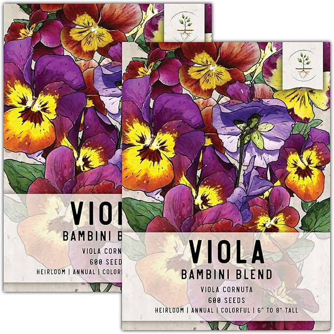 Seed Needs Viola Seeds for Planting Bambini Violas - Heirloom & Open Pollinated Annual Flowers to Plant and Grow an Outdoor Wildflower Butterfly Garden to Attract Pollinators (2 Packs)