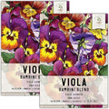 Seed Needs Viola Seeds for Planting Bambini Violas - Heirloom & Open Pollinated Annual Flowers to Plant and Grow an Outdoor Wildflower Butterfly Garden to Attract Pollinators (2 Packs)
