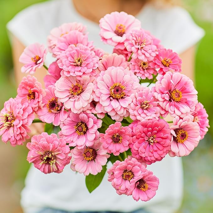 Eden Brothers Zinnia Seeds - Luminosa, Non-GMO Seeds for Planting, Packet | Low-Maintenance Flower Seeds, Plant During Spring, Zones 3, 4, 5, 6, 7, 8, 9, 10