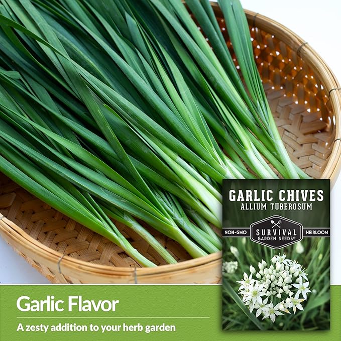 Survival Garden Seeds 2 Packs Garlic Chives Seed for Planting - Packet with Instructions to Grow Delicious Perennial Herbs in Your Home Vegetable Garden - Non-GMO Heirloom