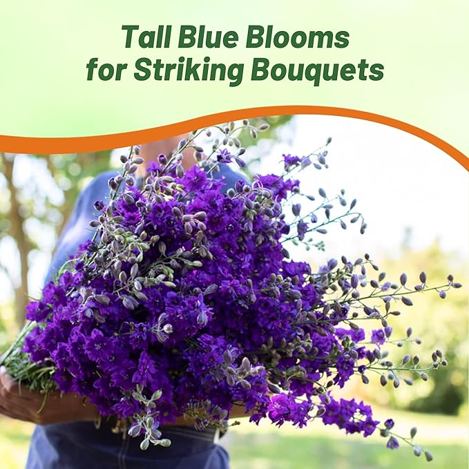 Outsidepride Delphinium Blue Larkspur Seeds for Planting Outdoors - 2000 Pcs Annual, Self-Seeding, Heat & Drought Tolerant Wildflower Seeds, Colorful Blooms for Flower Arrangement & Pollinator Garden