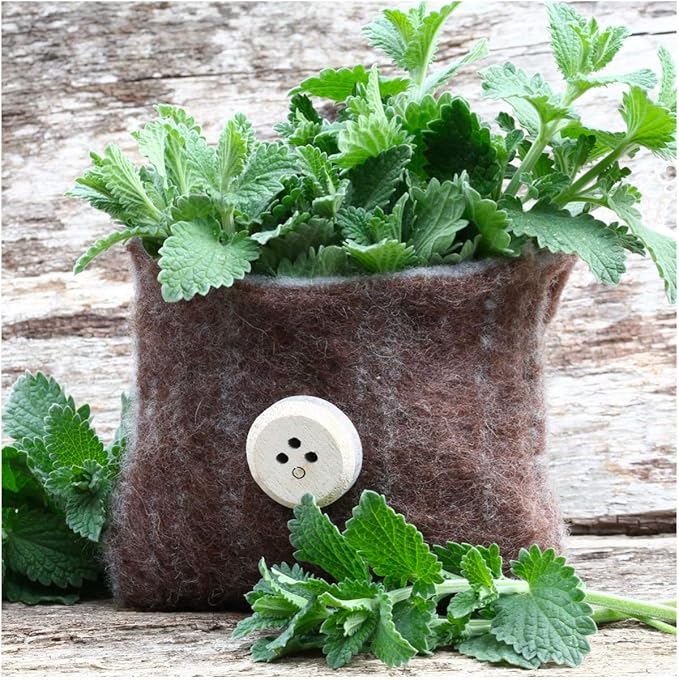 Gaea's Blessing Seeds - Catnip Seeds - Non-GMO Heirloom Seeds Nepata Cataria Open-Pollinated - with Easy to Follow Instructions - 90% Germination Rate Net Wt. 1.1g (Pack of 4)