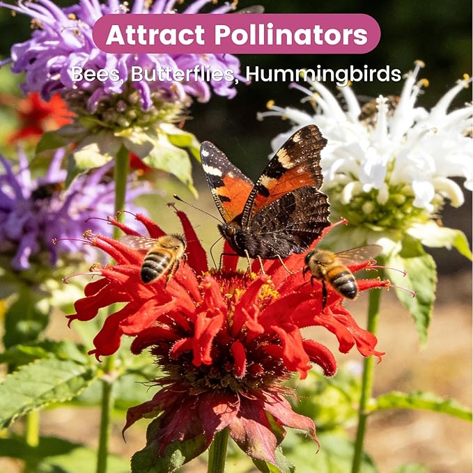 4000+ Bee Balm Seeds for Planting, Color Mix Native Wildflower Seeds, Heirloom & Open Pollinated Perennial Flower Seeds to Plant Outside Flower Herb Garden