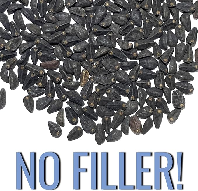 Seed Needs Heavenly Blue Morning Glory Seeds for Planting | 1,000+ Heirloom Seeds Ipomoea Tricolor Untreated Annual Flowering Seed | Vine Plant Produces Masses of 6" Wide Blue Blooms | Bulk