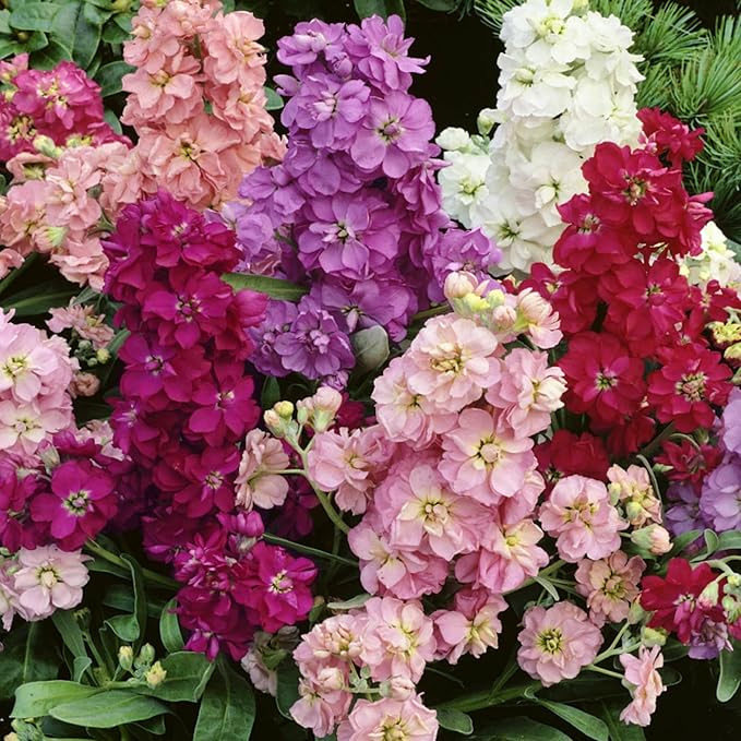 300+ Stock Flower Seeds for Planting - Matthiola Evening Scented Annual Flower Garden Plants Seeds