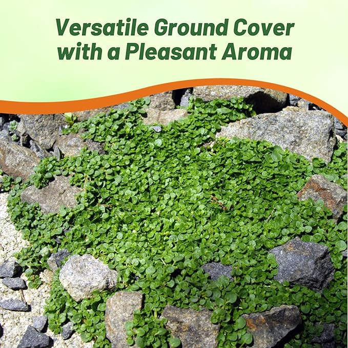 Outsidepride Mentha Corsican Mini Mint Seeds for Planting - 50 Pcs Pellets Perennial Drought-Tolerant Creeping Ground Cover Seeds for Lush, Aromatic Gardens, Ideal for Low-Maintenance Landscaping