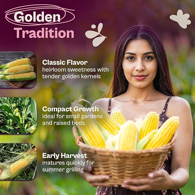SVI 100 Golden 8 Bantam Corn Seeds (Zea mays) – Yellow Sweet Corn Seed Packets, Early Maturing Maiz – Non GMO Heirloom Vegetable Seeds for Outdoors, Vegetable Garden Rows