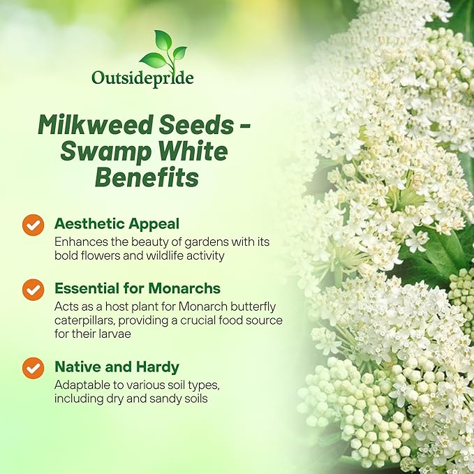 Outsidepride White Swamp Milkweed Seeds - 500 Pcs Perennial, Heat & Humid Tolerant, Pollinator-Friendly Wildflower Seeds, Ideal for Monarch Butterflies, Cut Flowers, Borders, or Meadows
