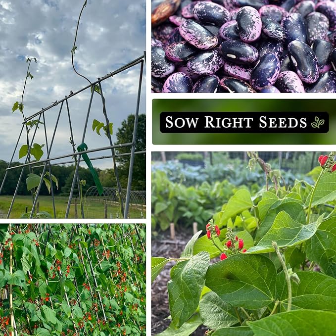 Sow Right Seeds - Scarlet Emperor Runner Bean Seeds for Planting - Non-GMO Heirloom Packet with Instructions to Plant & Grow an Outdoor Home Vegetable Garden - Tall and Fast Growing Vining (2)