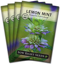 Sow Right Seeds - Lemon Mint Seed for Planting - Non-GMO Heirloom with Packet with Instructions to Plant and Grow an Herbal Tea Garden - Indoors or Outdoor - Monarda to Attract Pollinators (4)